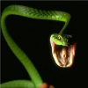 Флудилка - последнее сообщение от Snake